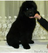 Превью фото № 198517