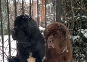 Превью фото № 198521