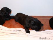 Превью фото № 198527