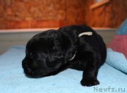 Превью фото № 198534