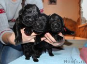 Превью фото № 198537