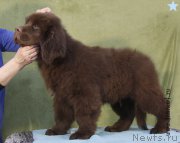 Превью фото № 198600