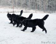 Превью фото № 198618