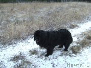 Превью фото № 198665