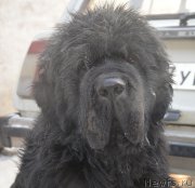 Превью фото № 198738