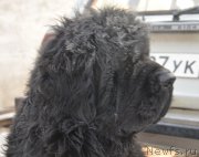 Превью фото № 198739