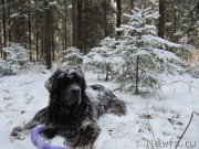 Превью фото № 198795