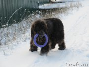 Превью фото № 198800