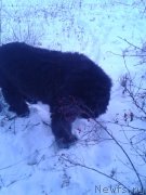 Превью фото № 198818