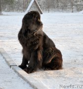 Превью фото № 198828