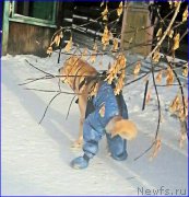 Превью фото № 198856