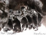 Превью фото № 198892