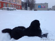 Превью фото № 198906