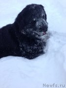 Превью фото № 198907