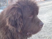 Превью фото № 198908