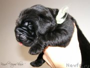 Превью фото № 198947