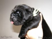 Превью фото № 198948