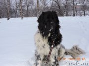 Превью фото № 198995