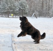 Превью фото № 199005