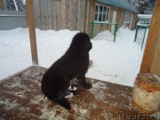 Превью фото № 199041