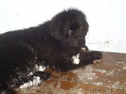 Превью фото № 199042