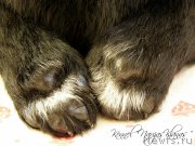 Превью фото № 199074