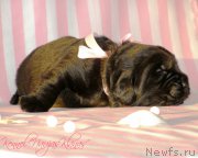 Превью фото № 199079