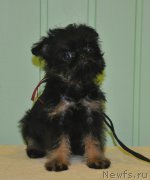 Превью фото № 199085