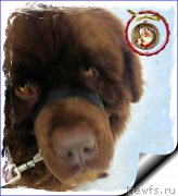 Превью фото № 199107