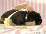 Превью фото № 199110