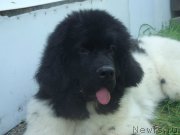 Превью фото № 199117