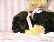 Превью фото № 199125