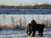 Превью фото № 199126