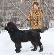 Превью фото № 199130