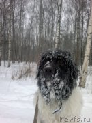 Превью фото № 199136