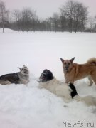 Превью фото № 199137