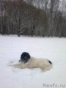 Превью фото № 199141