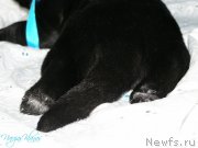 Превью фото № 199145