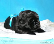 Превью фото № 199147