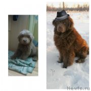 Превью фото № 199158