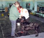 Превью фото № 19918