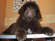 Превью фото № 199198