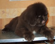 Превью фото № 199199