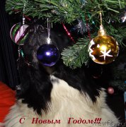 Превью фото № 199202