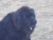 Превью фото № 199214