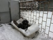 Превью фото № 199220