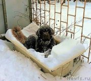 Превью фото № 199221