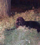 Превью фото № 199252