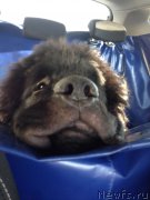 Превью фото № 199323