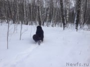 Превью фото № 199324